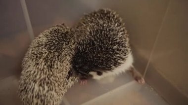 Evcil kirpi plastik kutu kattaki dairede oturan birkaç