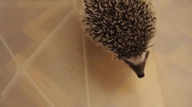 Plastik kutu kattaki dairede oturan küçük evde beslenen hayvan kirpi