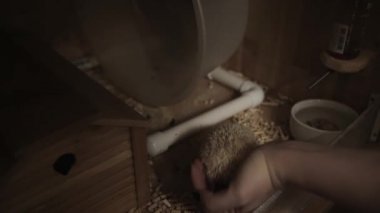 Tekerlek çalışan ile ahşap kafes içine sevimli kirpi el koyar