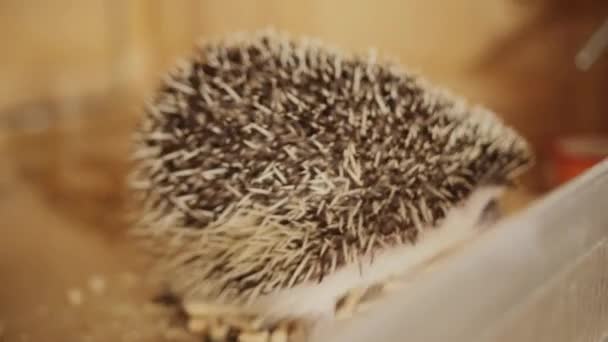 Cute pet hedgehog crawling on wooden cage floor — Stock Video