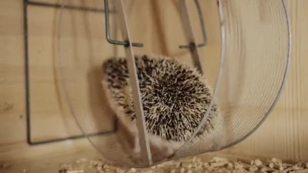 Cute pet domesticated hedgehog running on wheel in cage — Stock Video