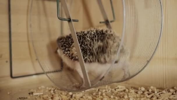 Lindo erizo doméstico mascota corriendo en rueda en jaula — Vídeos de Stock