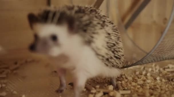 Pequeño erizo mascota arrastrándose en el suelo de la jaula de madera — Vídeo de stock