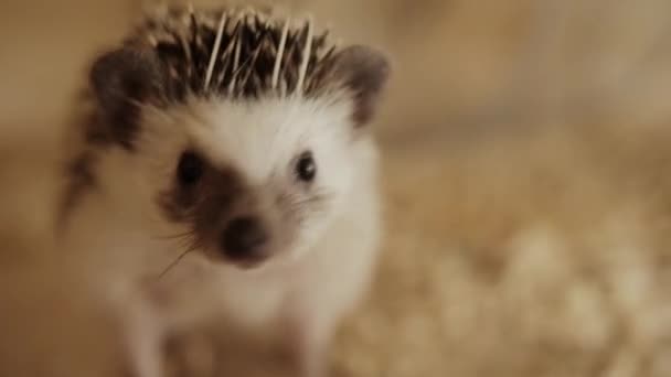 Little pet household hedgehog running on wheel in cage — Stock Video