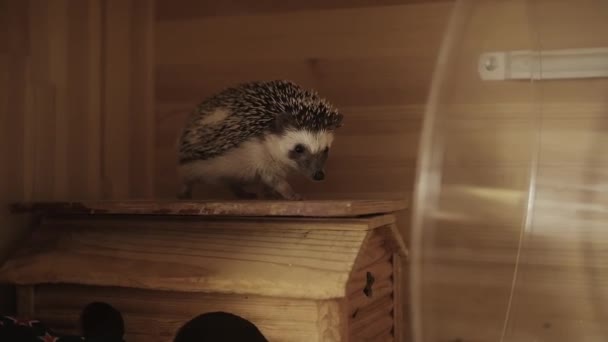 Little pet hedgehog crawling on wooden cage house — Stock Video