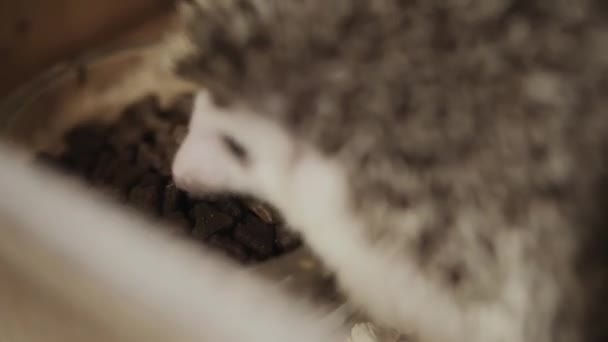 Мила домашня тварина їжак їсть їжу з миски — стокове відео