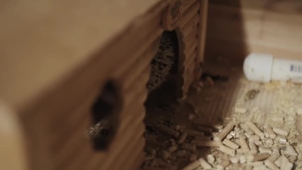 Pequeña mascota erizo domesticado caminando en una pequeña casa en jaula — Vídeos de Stock