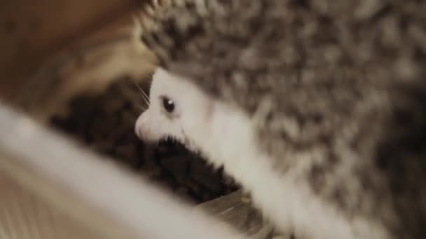Little pet domesticated hedgehog eating food from bowl — Stock Video