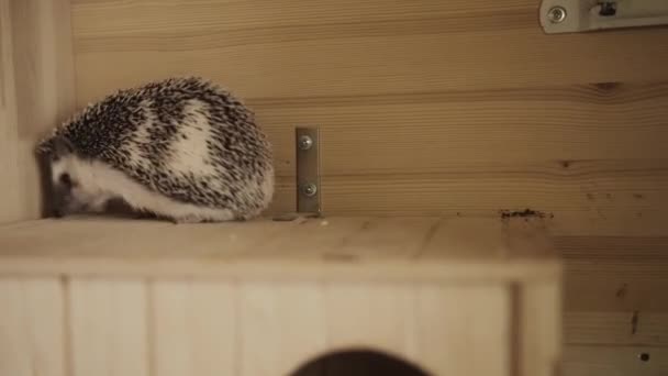 Cute pet hedgehog crawling on wooden cage house — Stock Video