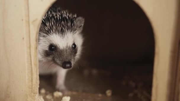 Niedliches Haustier domestizierter Igel geht aus kleinem Haus im Käfig — Stockvideo