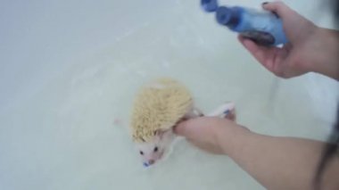 Erkek koyar şampuan kirpi üzerinde sivri küvet içinde eller.