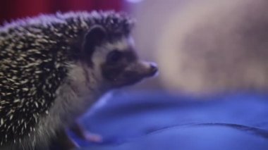 Üzerinde mavi daireler battaniyeye yürüyüş şirin evde beslenen hayvan kirpi