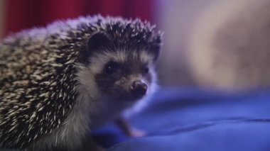 Üzerinde mavi daireler battaniyeye yürüyüş tatlı evde beslenen hayvan kirpi
