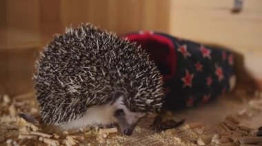 Ahşap kafes içinde oturan küçük evde beslenen hayvan kirpi yemek hamamböceği