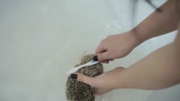 Vrouwelijke handen scrubs egel aren met tandenborstel in badkuip — Stockvideo