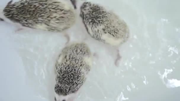 少数宠物驯养刺猬在白色浴缸里游泳 — 图库视频影像
