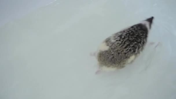 Zoete huisdier gedomesticeerde egel zwemmen in witte badkuip — Stockvideo