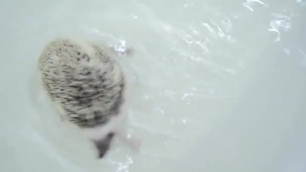 Eergetic huisdier gedomesticeerde egels zwemmen in witte badkuip — Stockvideo