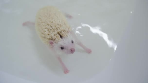 Albino pet domesticated hedgehogs crawling in water in white bathtub — Stock Video