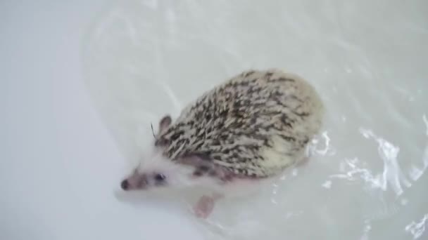 可爱的宠物驯养刺猬在水中爬行白色浴缸 — 图库视频影像