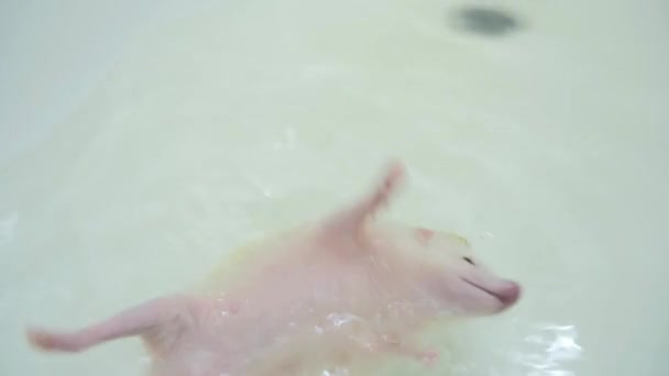 Albino pet domesticated hedgehogs floating in water in white bathtub