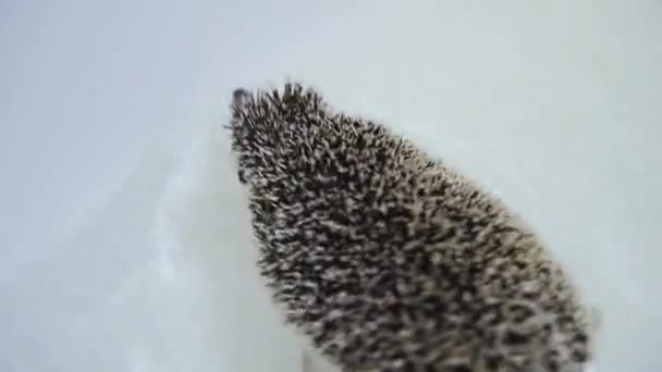 Active pet domesticated hedgehogs crawling in water in white bathtub — Stock Video