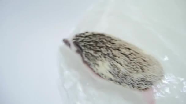 Lttle pet domesticated hedgehogs crawling in water in white bathtub — Stock Video