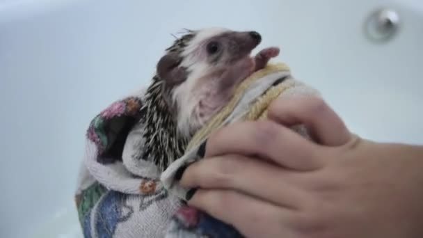 Ženské zbraně sušení mazlíčka ježka v ručníku po mytí ve vaně — Stock video