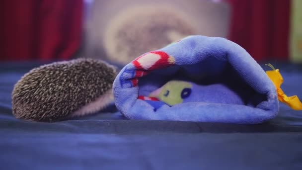 아파트에 파란 담요에 크롤 링 하는 귀여운 애완 동물 고슴도치 — 비디오