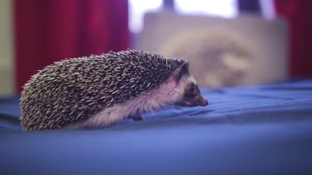 Sweet pet hedgehog crawling on blue blanket in apartments — Stock Video