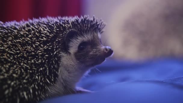 Kleine huisdier egel kruipen op blauwe deken in appartementen — Stockvideo