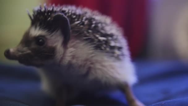 Little pet hedgehog walking on blue blanket in apartments — Stock Video