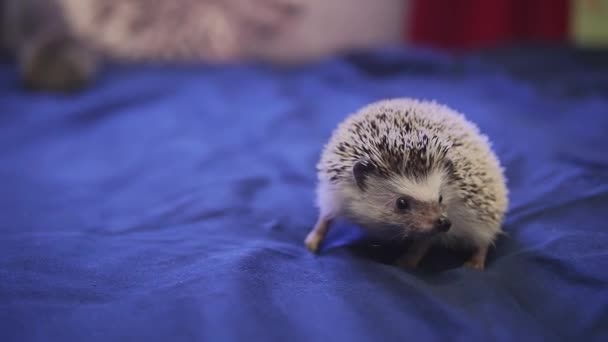 Üzerinde mavi daireler battaniyeye yürüyüş güzel evde beslenen hayvan kirpi — Stok video