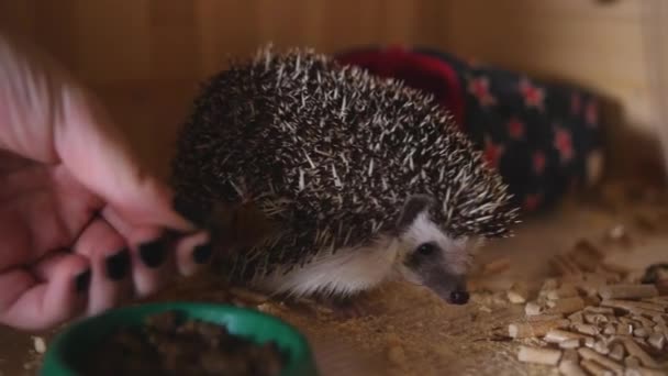 Female hand gives pet hedgehog cockroach to feed it — Stock Video