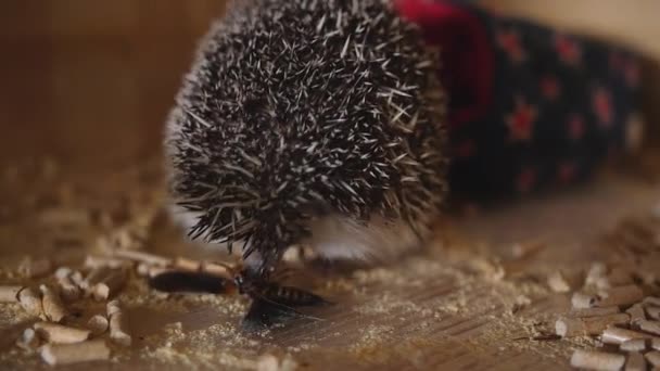 Милий домашній їжак їсть тарган, що сидить у дерев'яній клітці — стокове відео