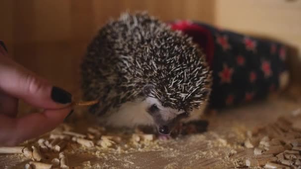 Spiked animal de estimação ouriço comer barata sentado em gaiola de madeira — Vídeo de Stock