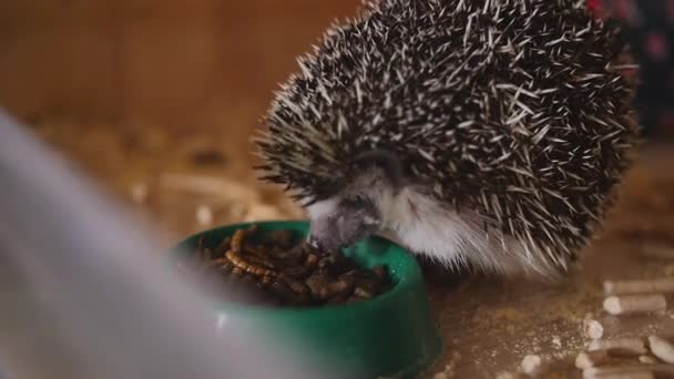 Spiked pet hedgehog eating food sitting in wooden cage — Stock Video