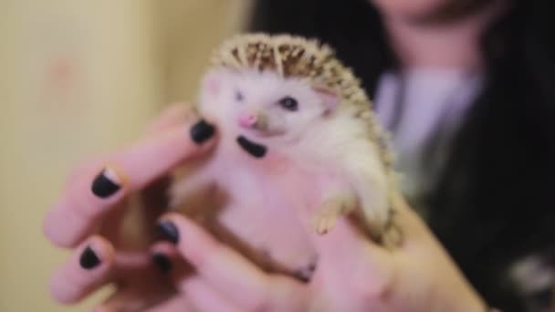 Female hands holding albino hedgehog indoors — Stock Video