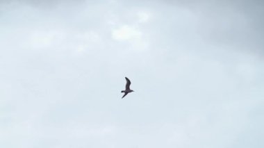 Gri gökyüzü önünde Karayolu Köprüsü üzerinde uçan martı