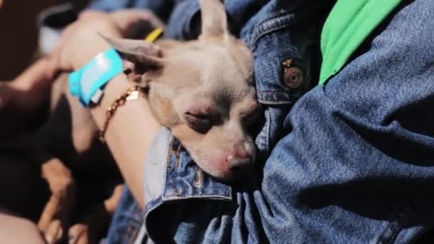 MOSCOU, RUSSIE - 12 JUILLET 2019 : Petit chien brun mignon est tenu par les mains de femmes portant une veste bleue le jour ensoleillé — Video