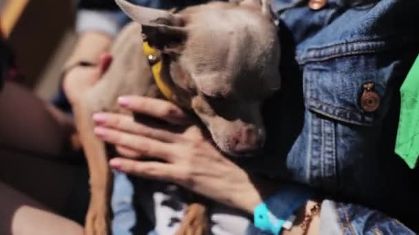 MOSCÚ, RUSIA - 12 DE JULIO DE 2019: Pequeño perro marrón lindo temblando en el viento es sostenido por las manos de las mujeres en el día soleado . — Vídeos de Stock