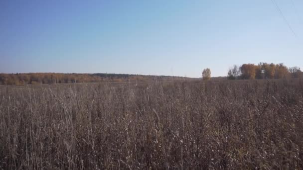 Empty wheat field with dry yellow grass on cold windy autumn day with blue sky. — Stock Video