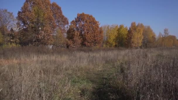 Вид збоку країни з порожніх полів пшениці і трав'янистої дороги між ними . — стокове відео