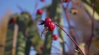 Makro manzaralı. Biraz kurumuş kırmızı çatal, yaban gülü, bahçede köpek gülü..