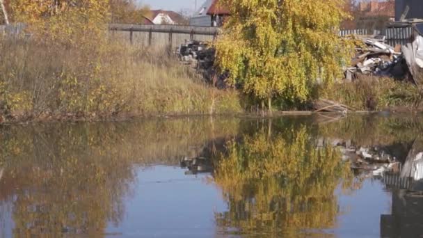 Cerchi lenti su superficie d'acqua di piccolo stagno che riflette alberi gialli di autunno . — Video Stock