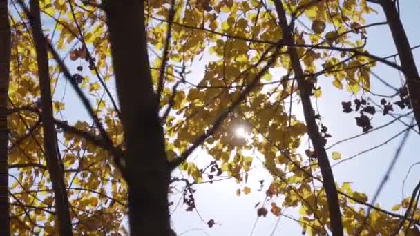 Trees with thin branches and falling yellow leaves with sun back-light. — ストック動画