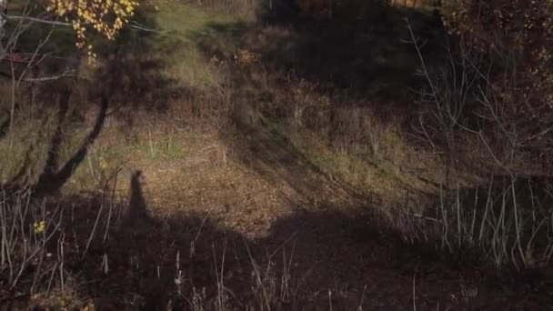 Movimentos de sombra em solo castanho, cobertos por grama seca e folhas amarelas caídas — Vídeo de Stock