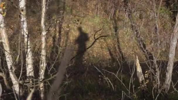 Walking shadow of man on ground, covered with dry grass and fallen yellow leaves — Stockvideo