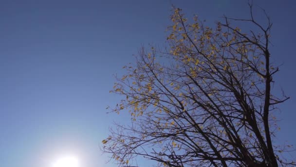 Triste décor d'arbre fin avec des feuilles jaunes tombantes à l'arrière-plan du ciel bleu . — Video