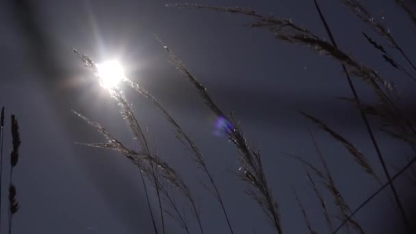 Сушені стебла пучки ширяють на полі на тлі блакитного неба, торкаючись вітру . — стокове відео